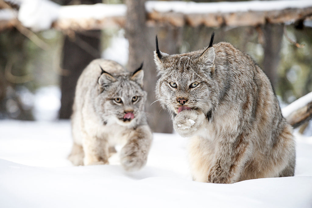 Lynx Family - Brandon T. Brown