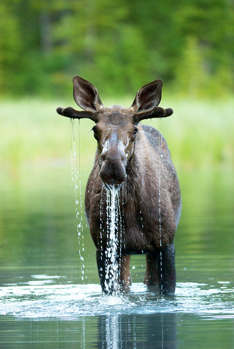 Moose Drip