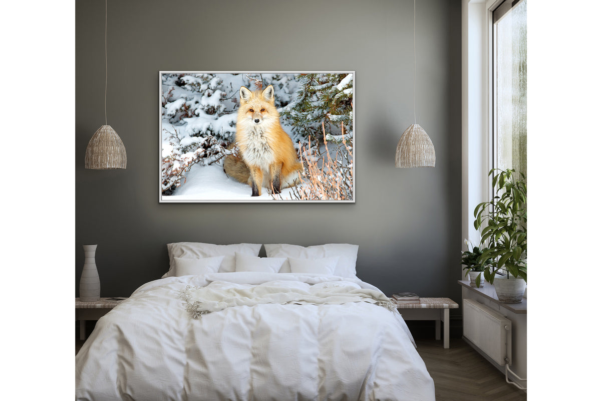 Red Fox In Snow