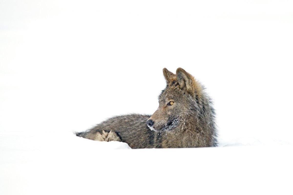 The Ochre Wolf Resting in Snow