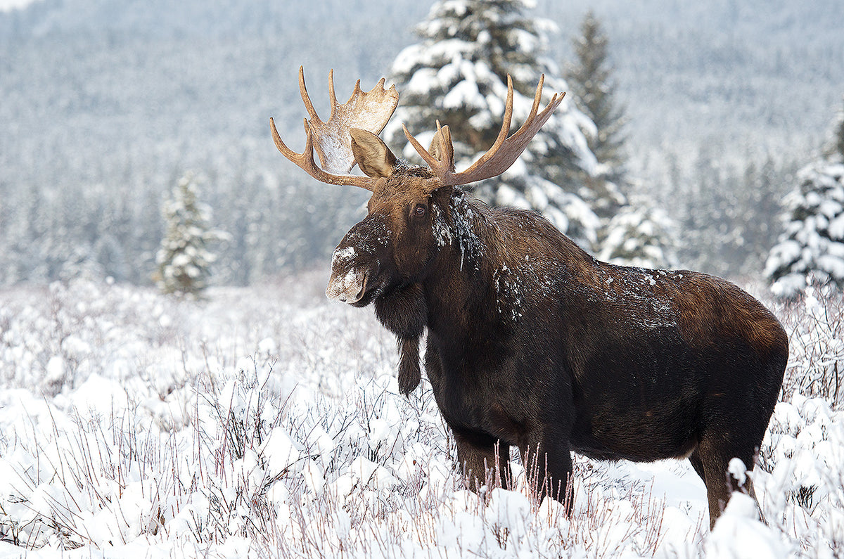 Majestic Bull Moose